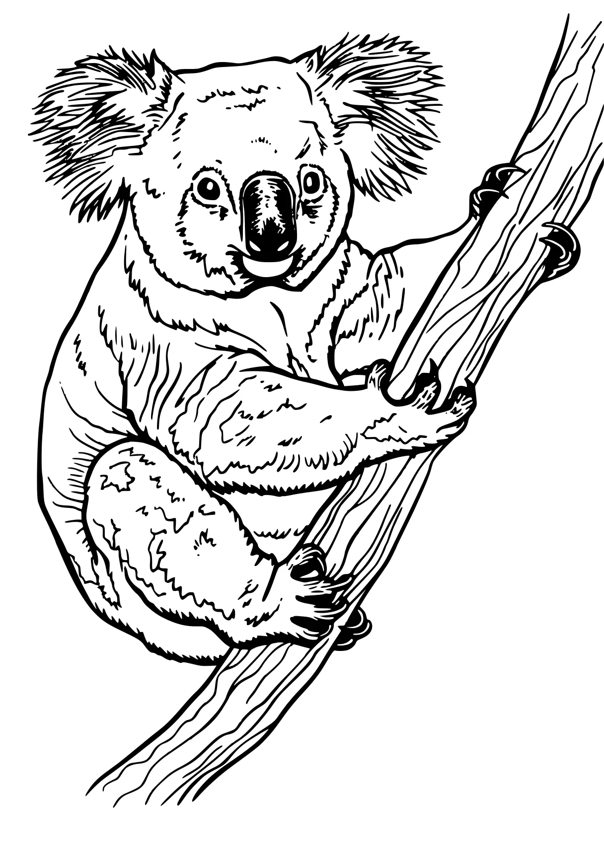 koala coloring page koala, madagascar, sloth, raccoon, adult, free downloads