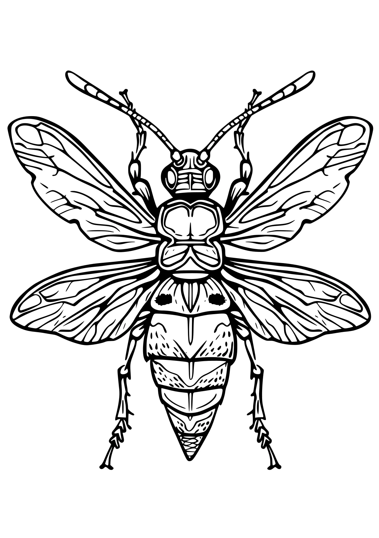 insect coloring pages insect, bee, insects, adult, size, free page downloads