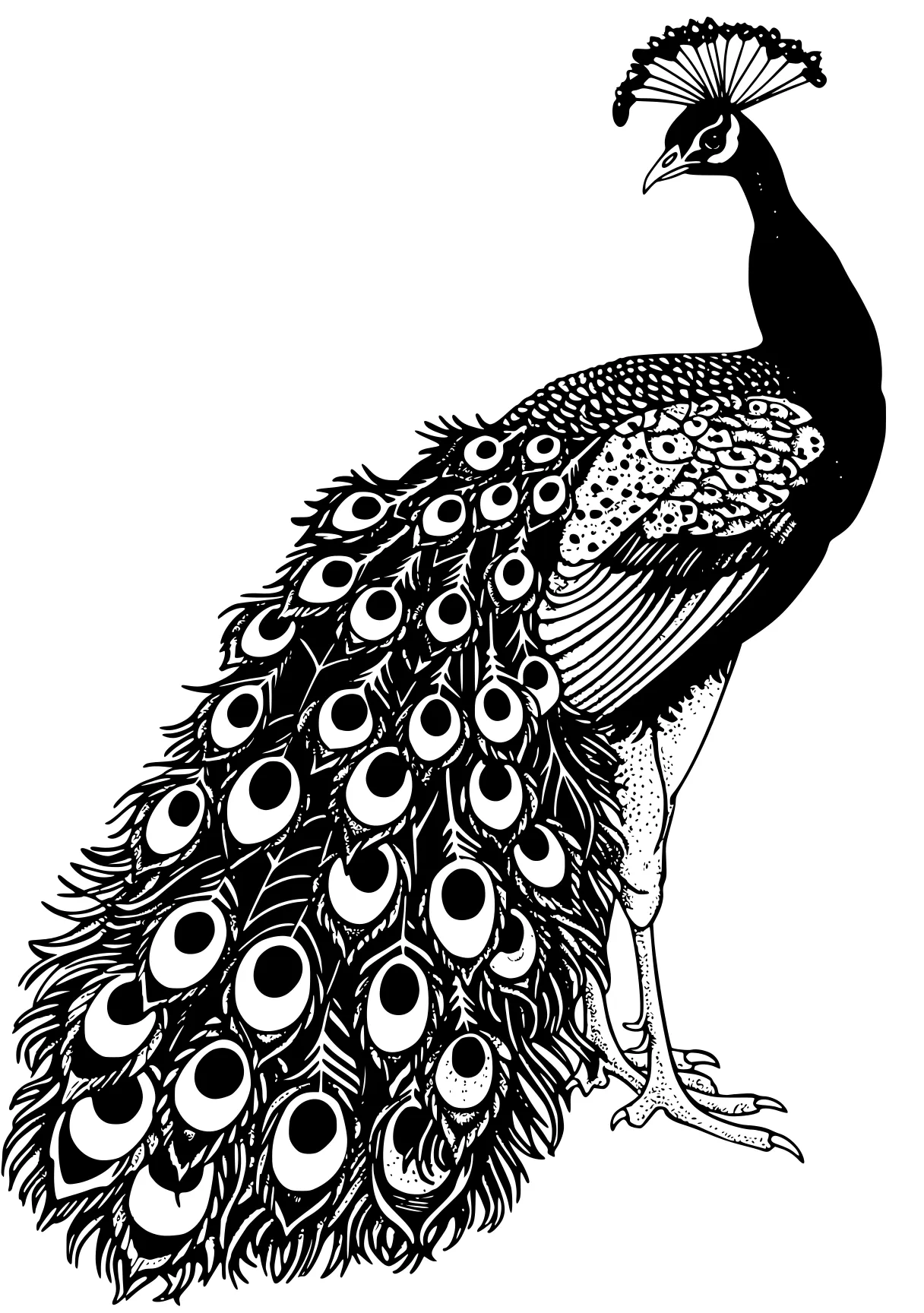 peacock coloring peacock, owl, bird, feathers, birds, free page downloads