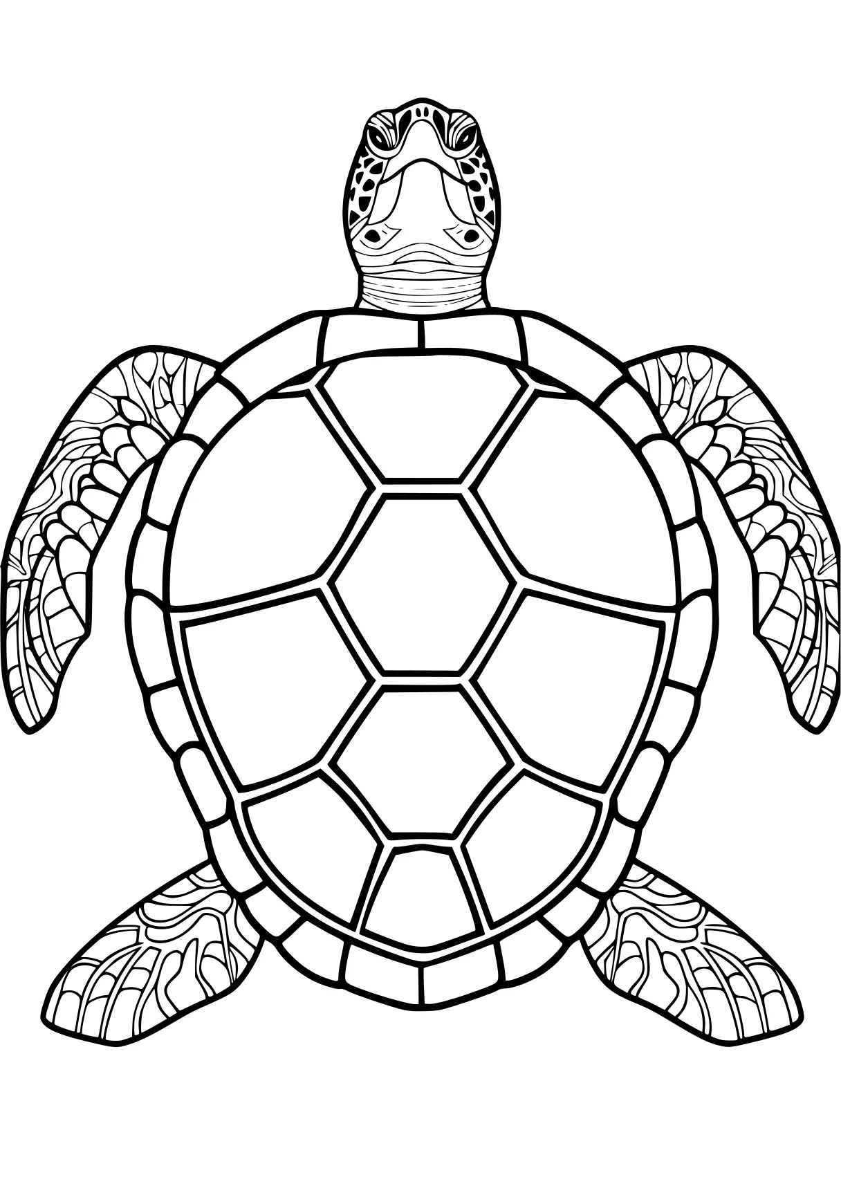 turtle pictures to color turtle, turtles, size, squirtle, mandala, free coloring page downloads