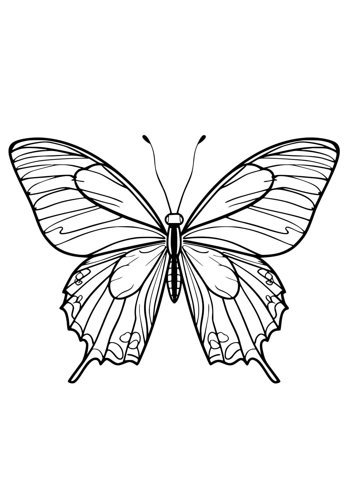 butterfly coloring pages butterfly, insect, butterflies, adult, size, free page downloads