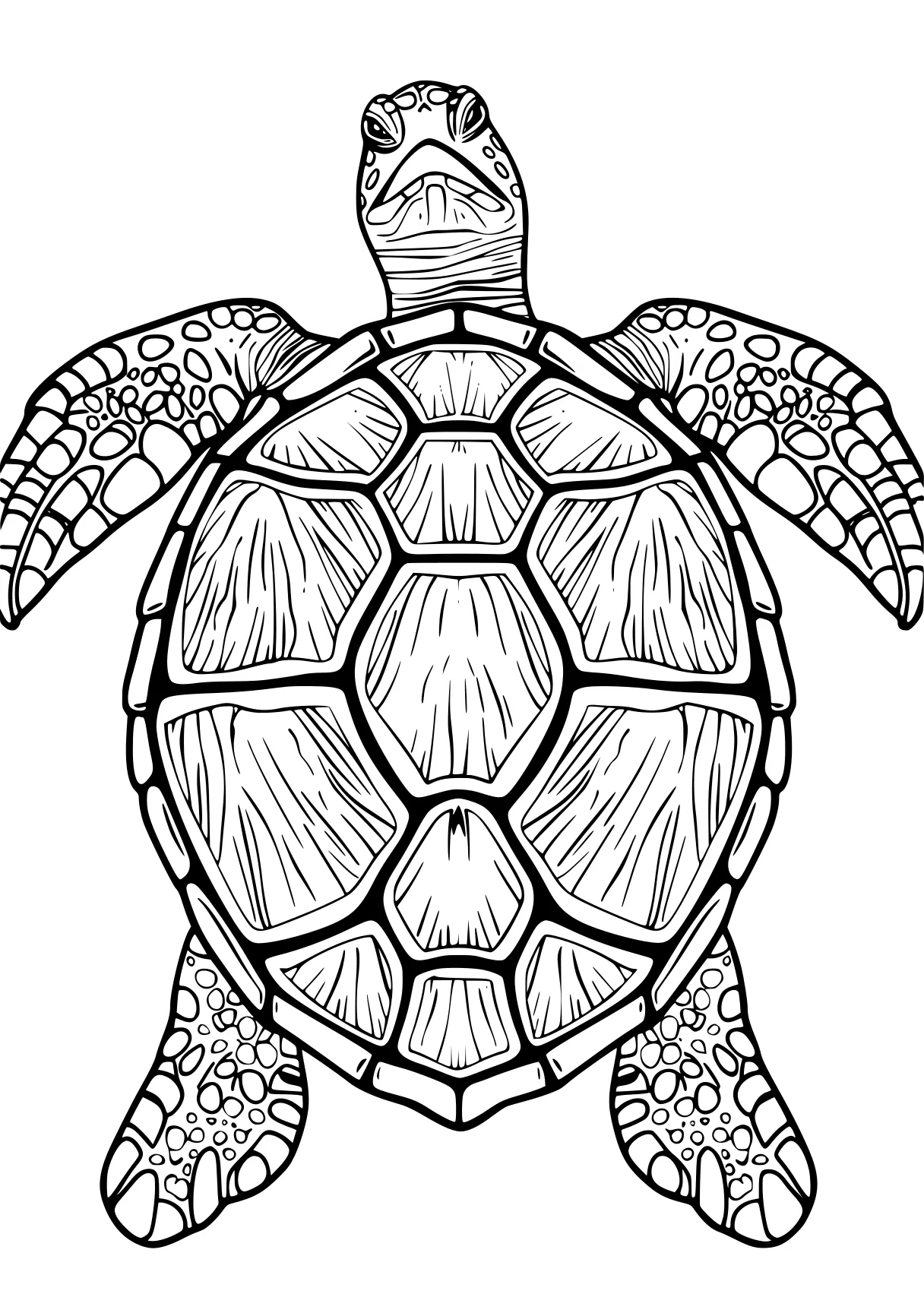 turtle pictures to color turtle, turtles, squirtle, free coloring page downloads