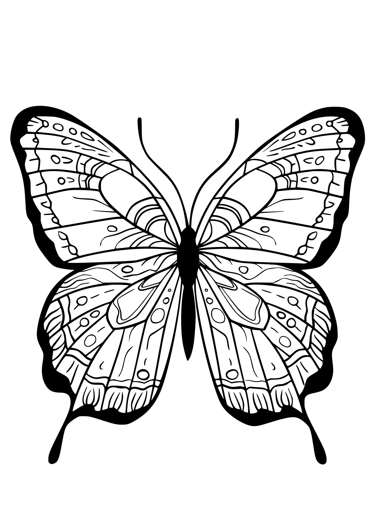 butterfly coloring butterfly, butterflies, insect, adult, insects, free page downloads