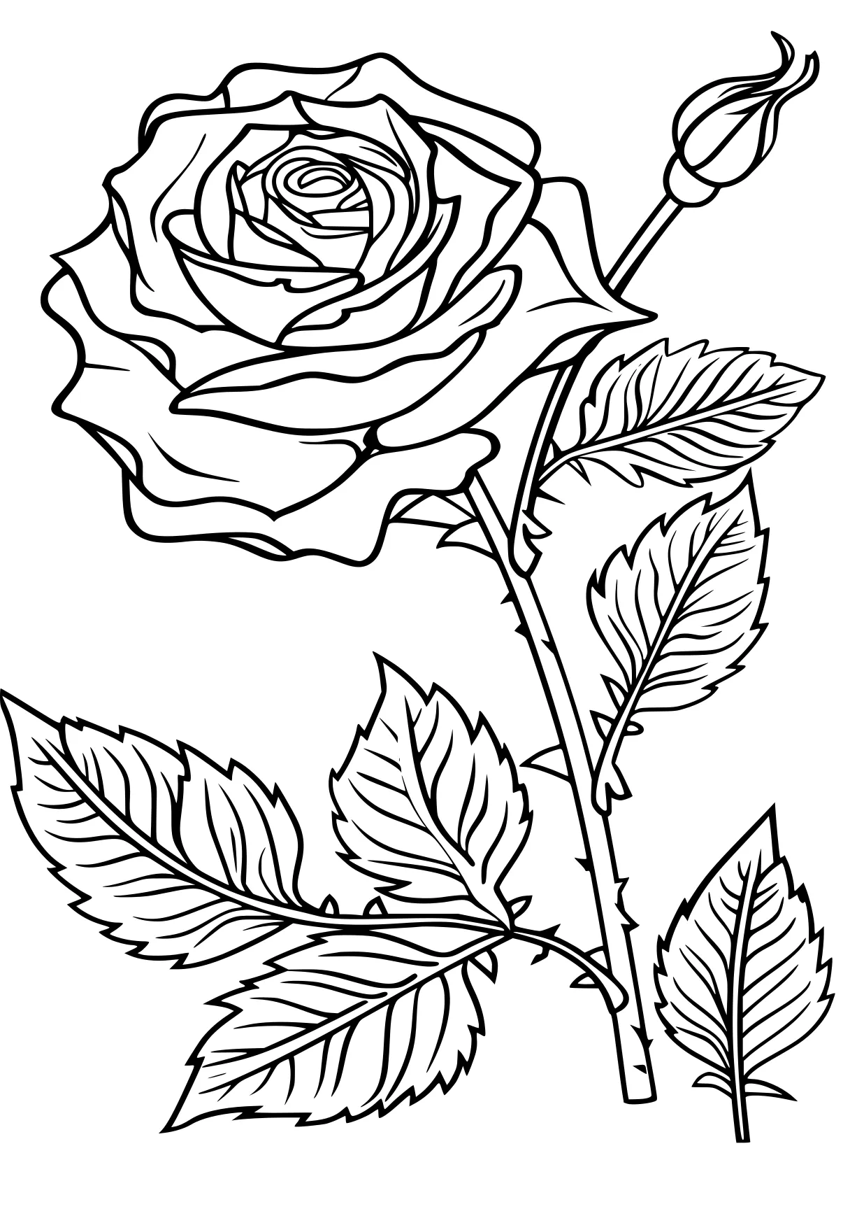 rose coloring pages, rosa, rose, colouring, free page downloads