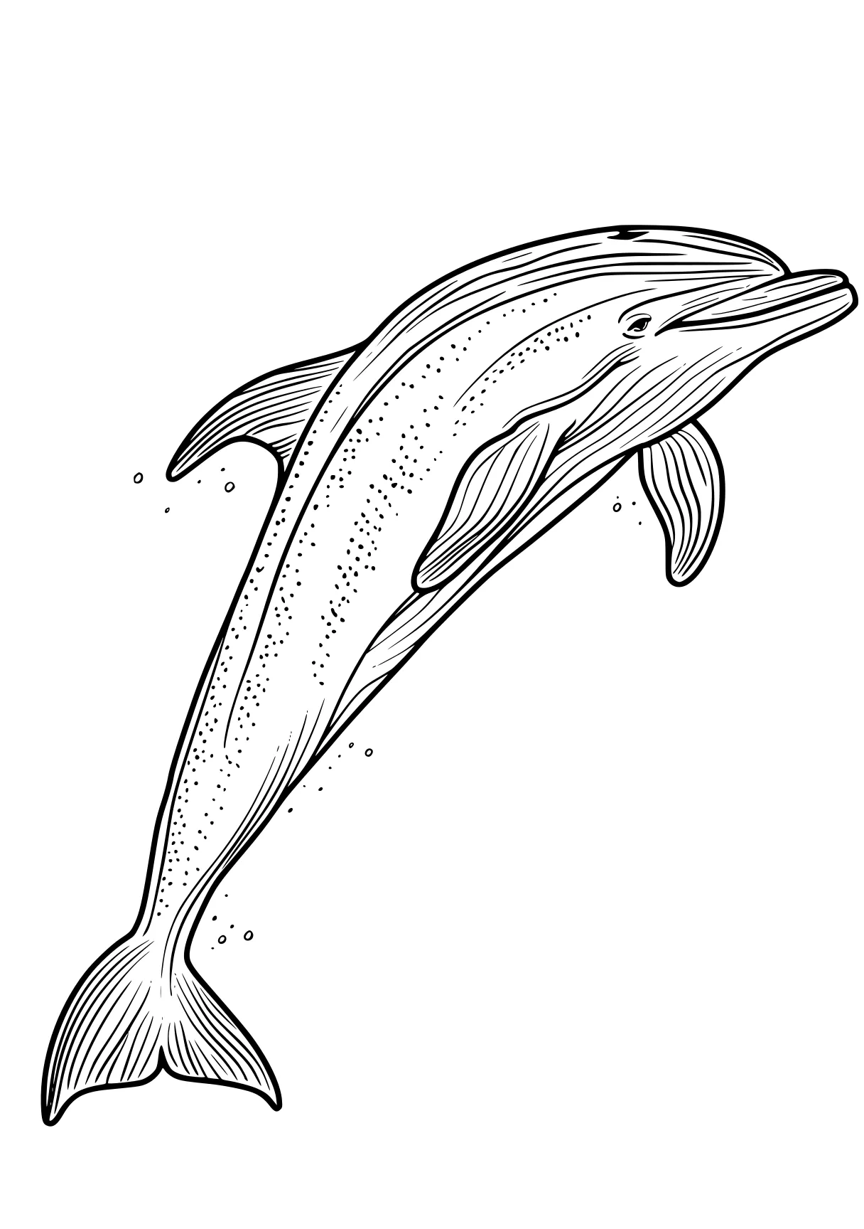 dolphin coloring sheet dolphin, whale, whales, mosasaurus, narwhal, free page downloads