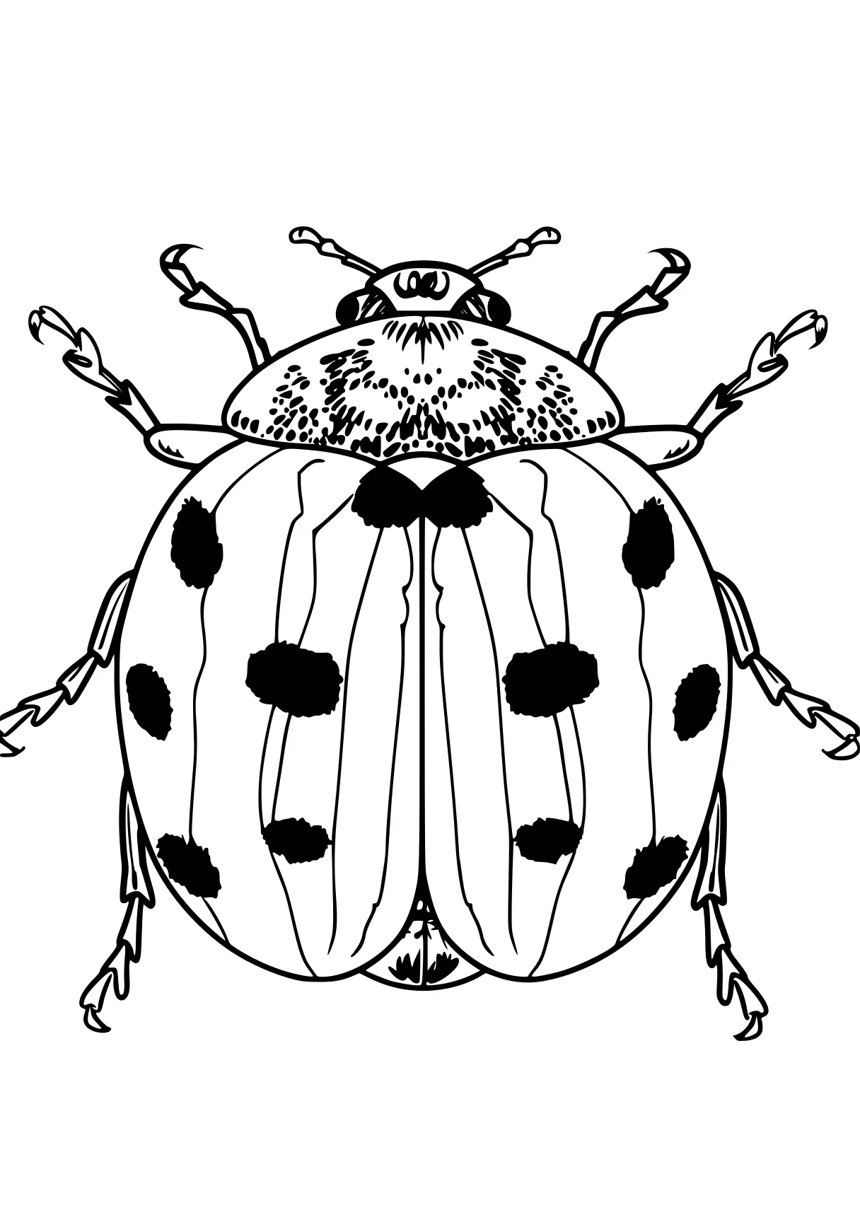 miraculous ladybug colouring pages insect, insects, ladybug, adult, size, free coloring page downloads