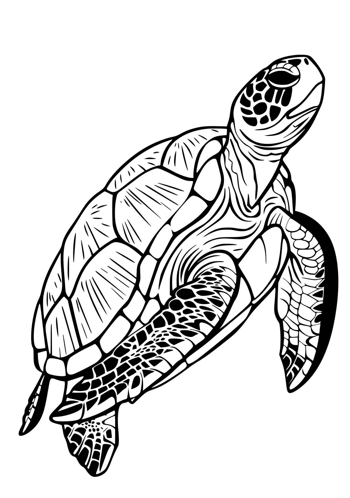 turtle coloring sheet turtle, turtles, biollante, patrol, size, free page downloads