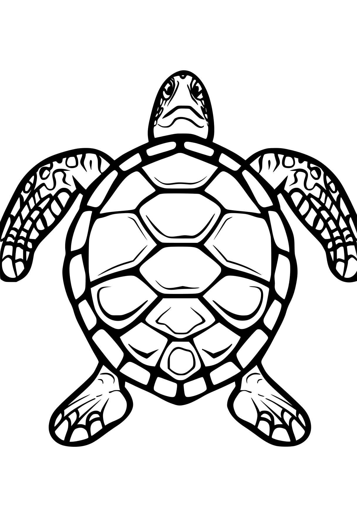 turtle coloring pages turtle, turtles, size, patrol, squirtle, free page downloads