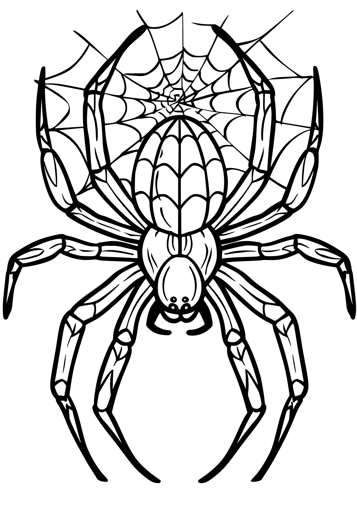 spider coloring page spider, crab, crawler, size, scorpion, free downloads