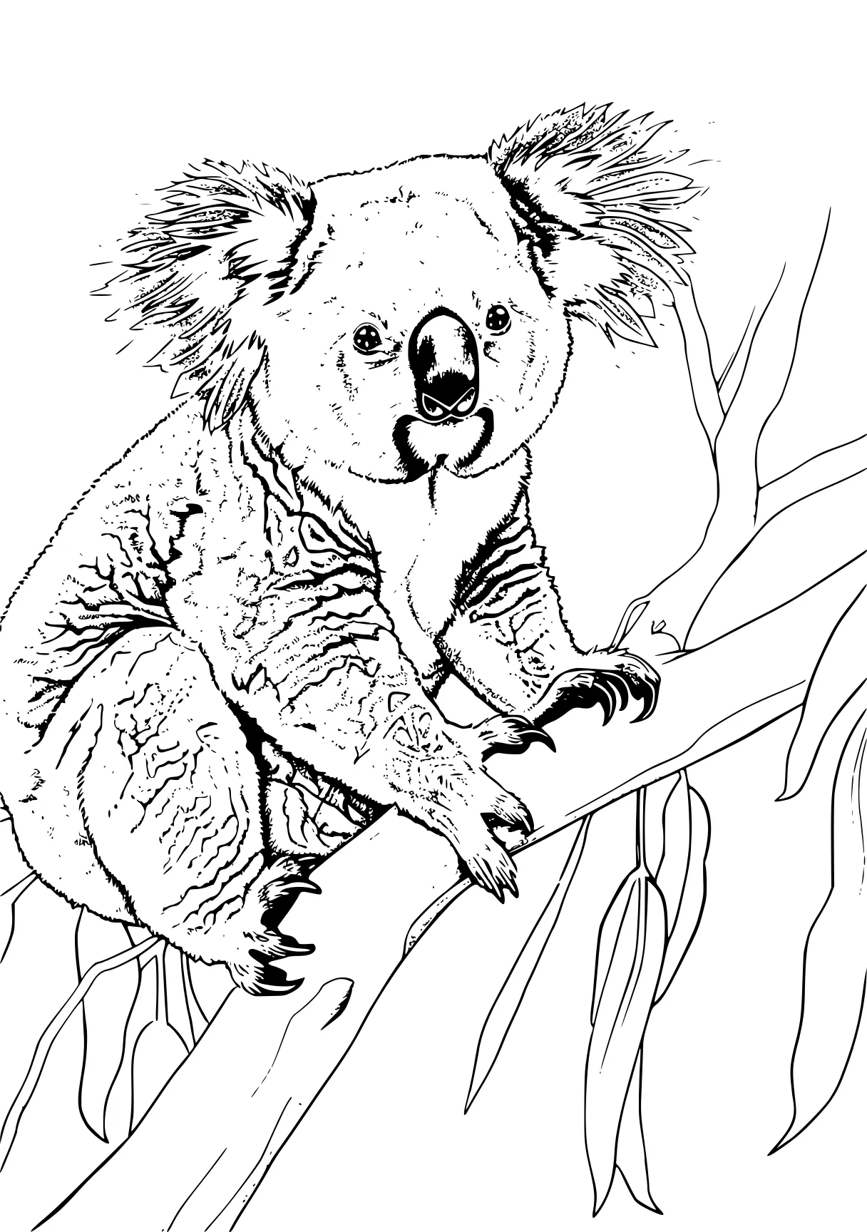 koala coloring pages koala, bear, illustrator, free page downloads