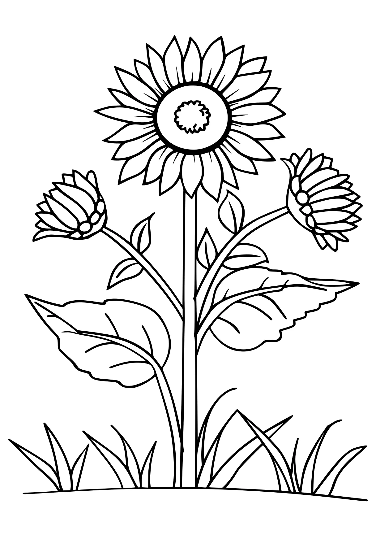 printable coloring book, sunflower, flower, plant, free page downloads