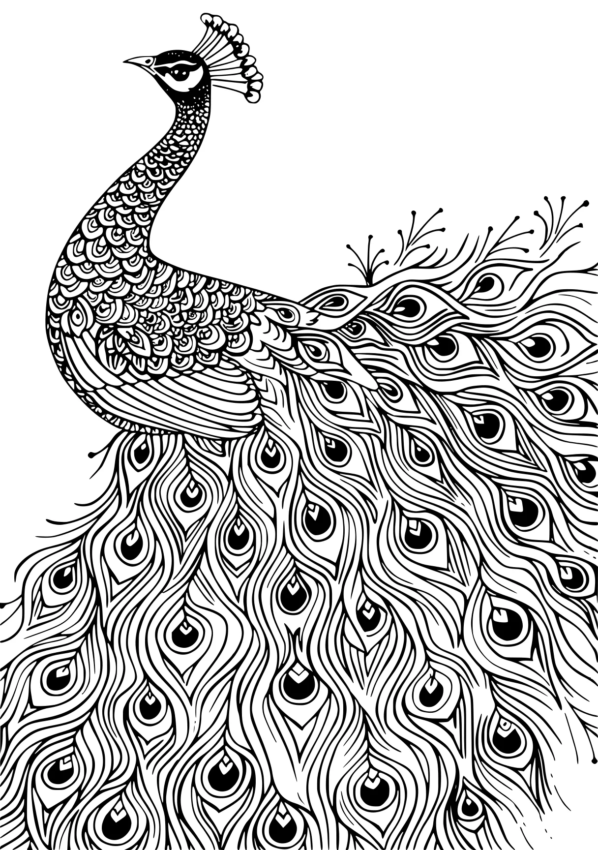 peacock coloring zentangle, peacock, feathers, free page downloads