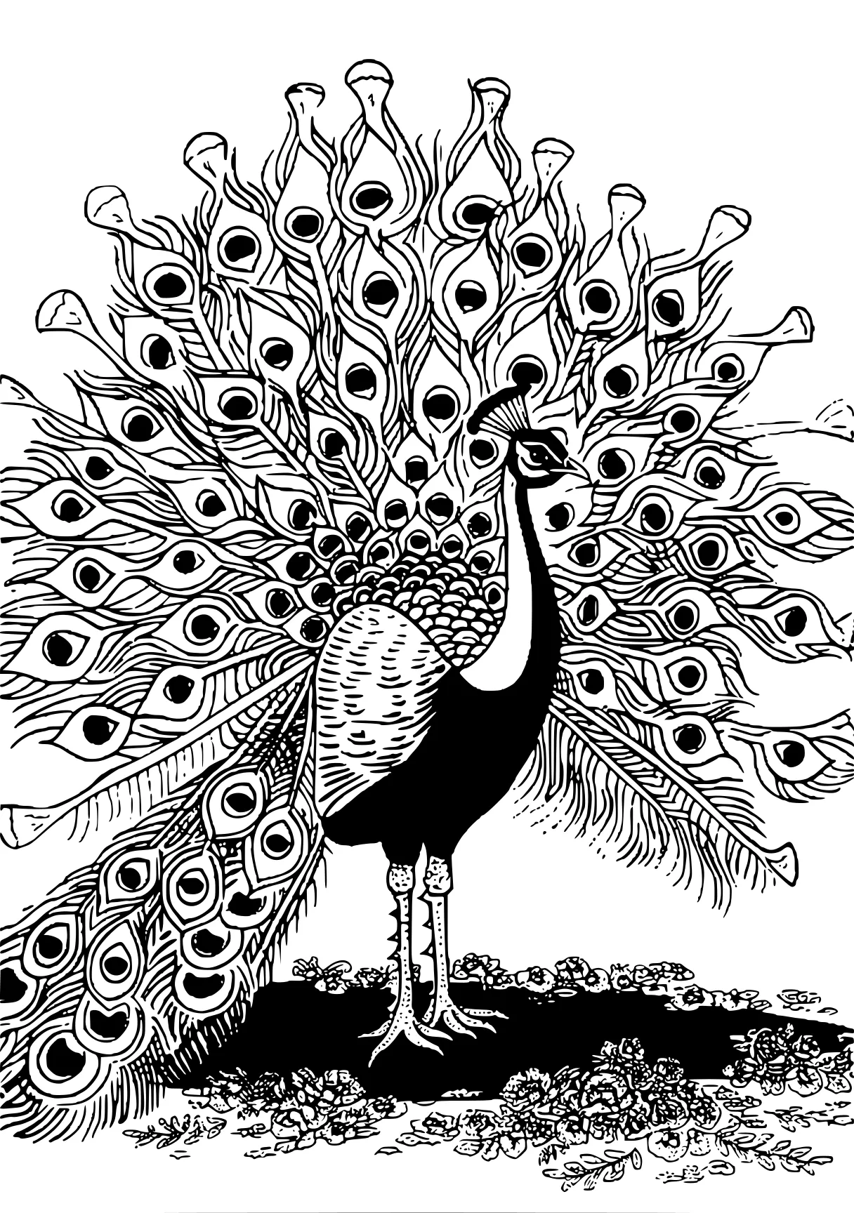 peacock coloring peacock, zentangle, rooster, feathers, free page downloads