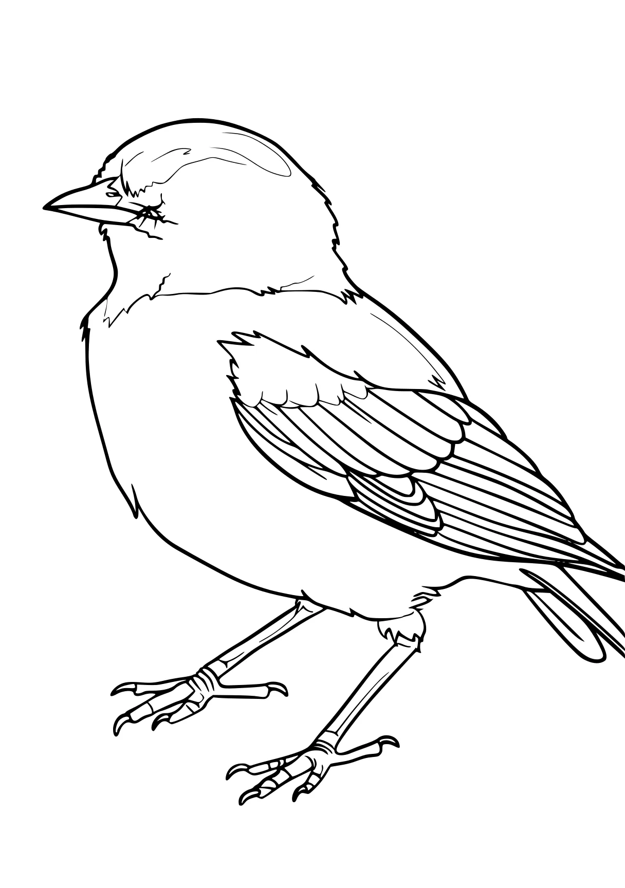 bird coloring pages printable, KIDS page for kids style of book, empty background, super thick black vector lines, and white, Black-and-white Bold Outlined Thick-lined Flat 2D, Simple, Clean, Cartoonish, Unfilled, Solid, Playful  shading shadow text fonts letters watermark words typography slogans strokes sketch signature gray grey dither dithering grayscale 70:99