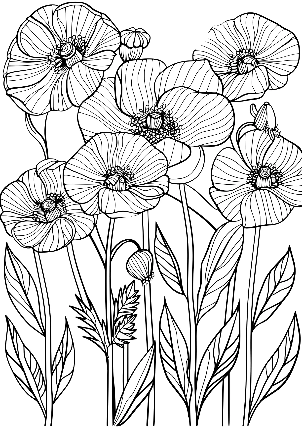 flower coloring pages for adults, poppy, colouring, flowers, free page downloads