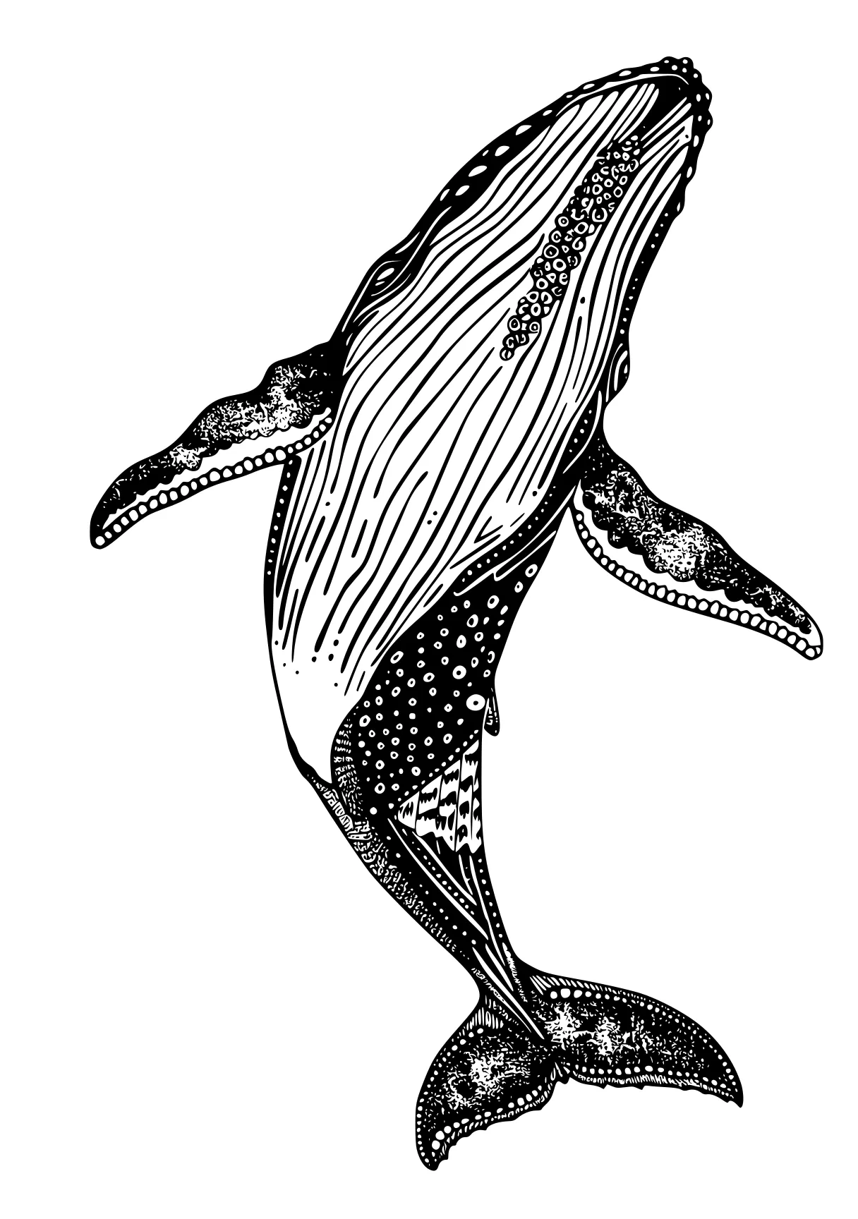 whale coloring page orca, dolphin, mosasaurus, whale, whales, free downloads