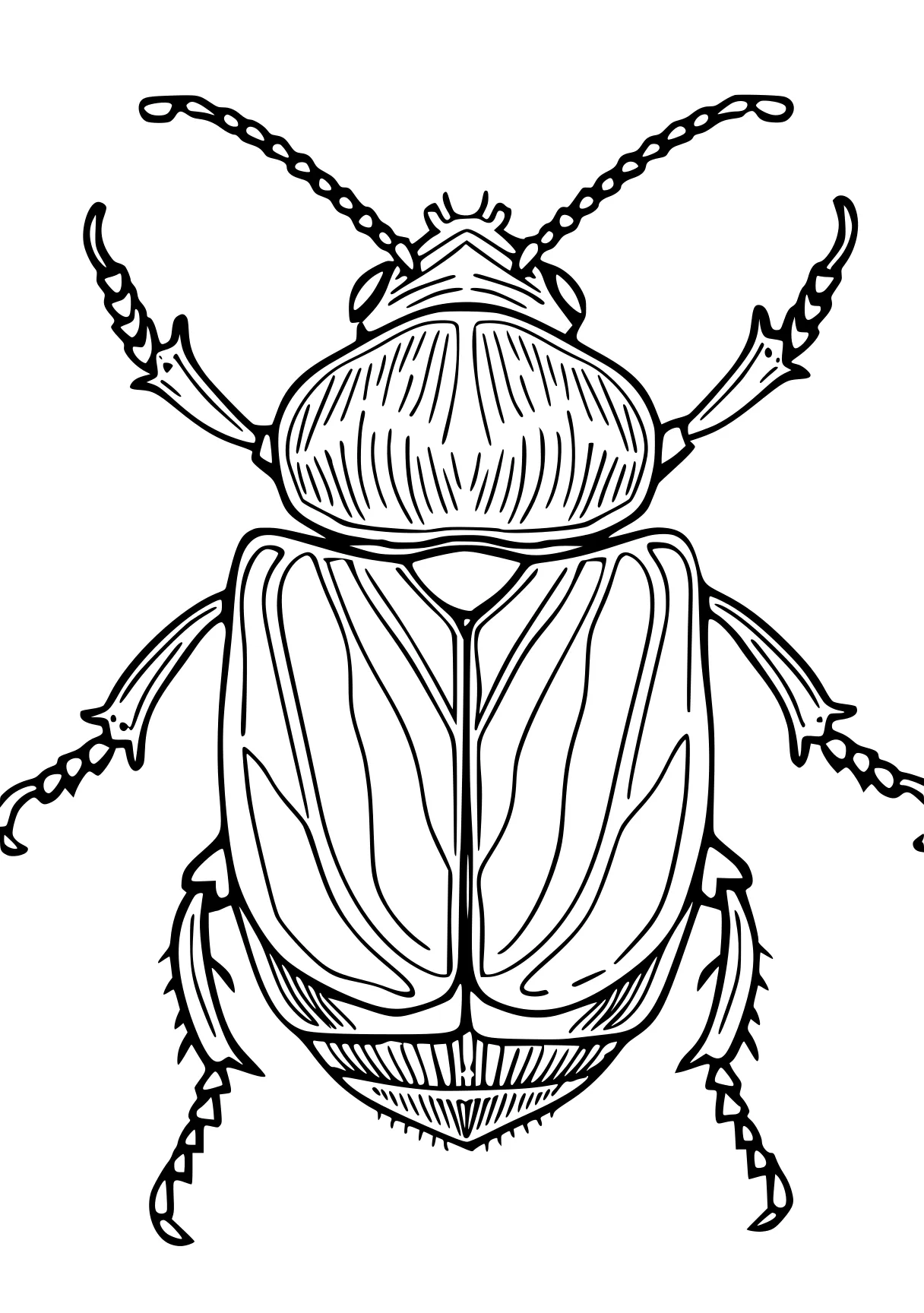 insect coloring pages insect, insects, adult, head, size, free page downloads