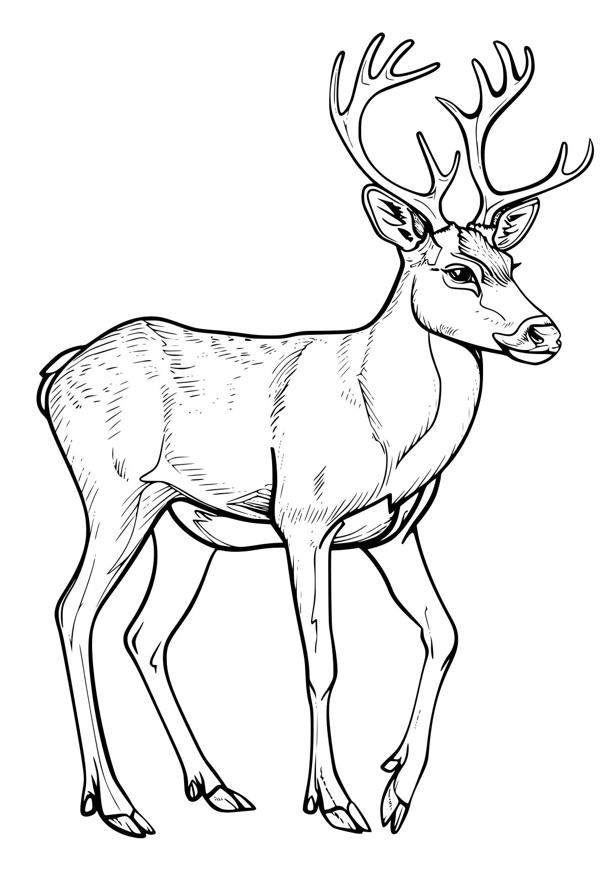 reindeer coloring page deer, bambi, rudolph, illustrator, adult, free downloads