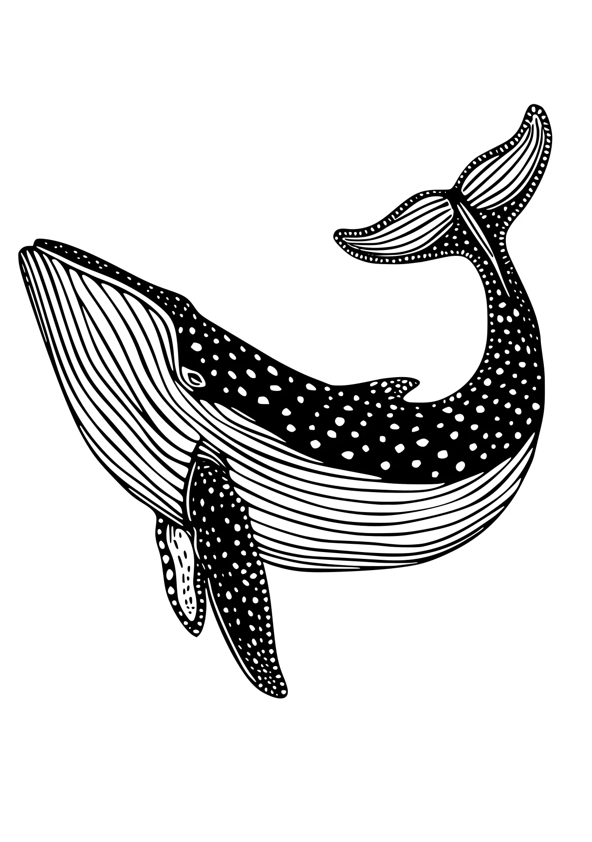 whale coloring pages whale, orca, whales, dolphin, narwhal, free page downloads