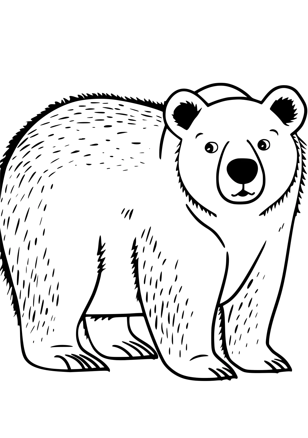 bear coloring pages bear, polar, bears, koala, raccoon, free page downloads