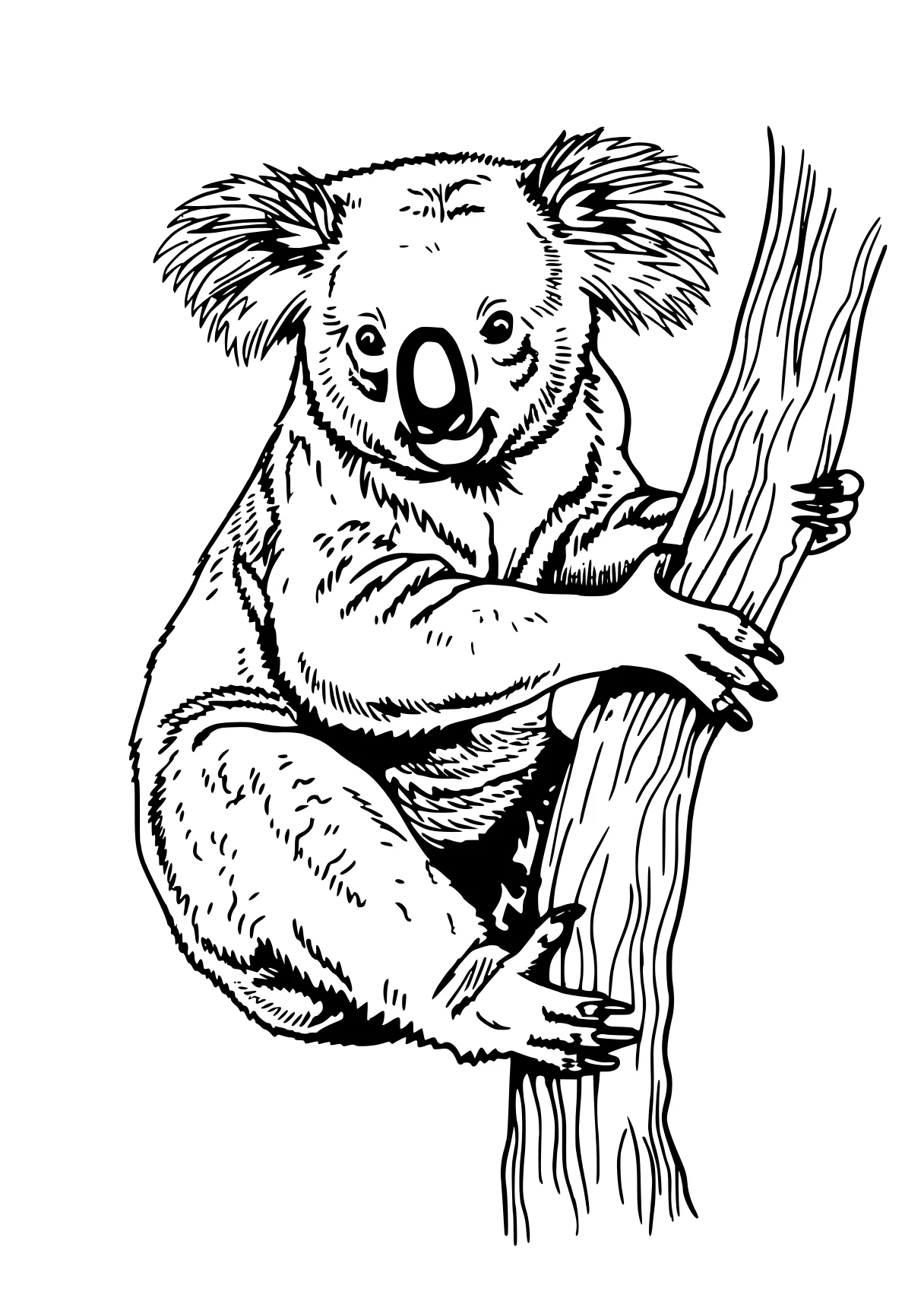 koala coloring page koala, madagascar, sloth, bear, winnie, free downloads