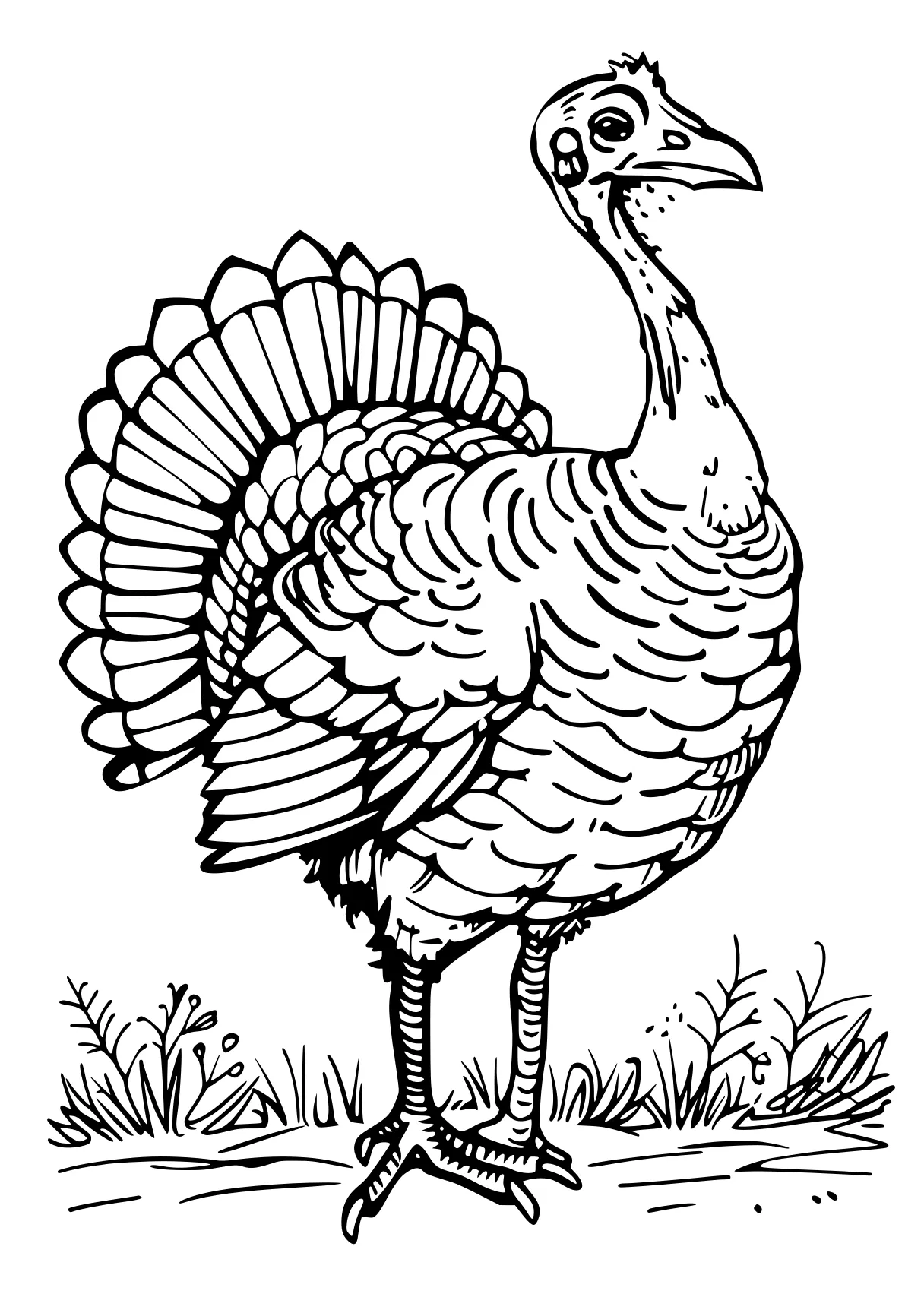 turkey coloring peacock, turkey, rooster, thanksgiving, adult, free page downloads