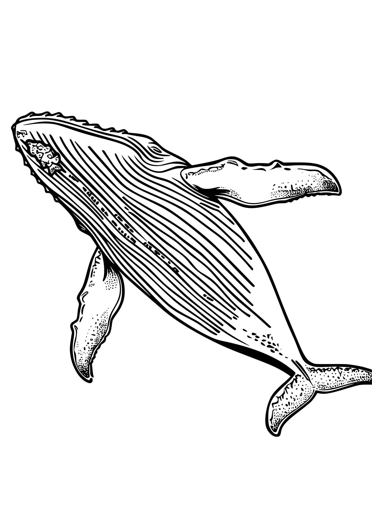 whale coloring pages whale, whales, dolphin, mosasaurus, orca, free page downloads