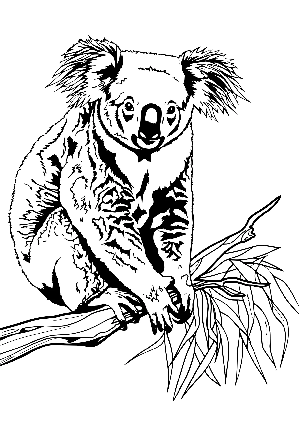 koala coloring pages koala, kangaroo, raccoon, illustrator, pet, free page downloads