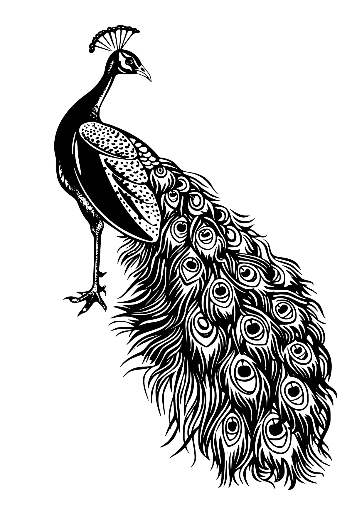 peacock coloring peacock, feathers, bird, zentangle, crane, free page downloads