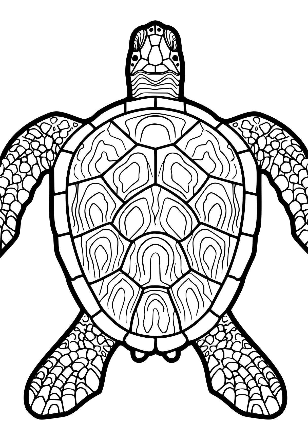 turtle pictures to color turtle, turtles, squirtle, free coloring page downloads