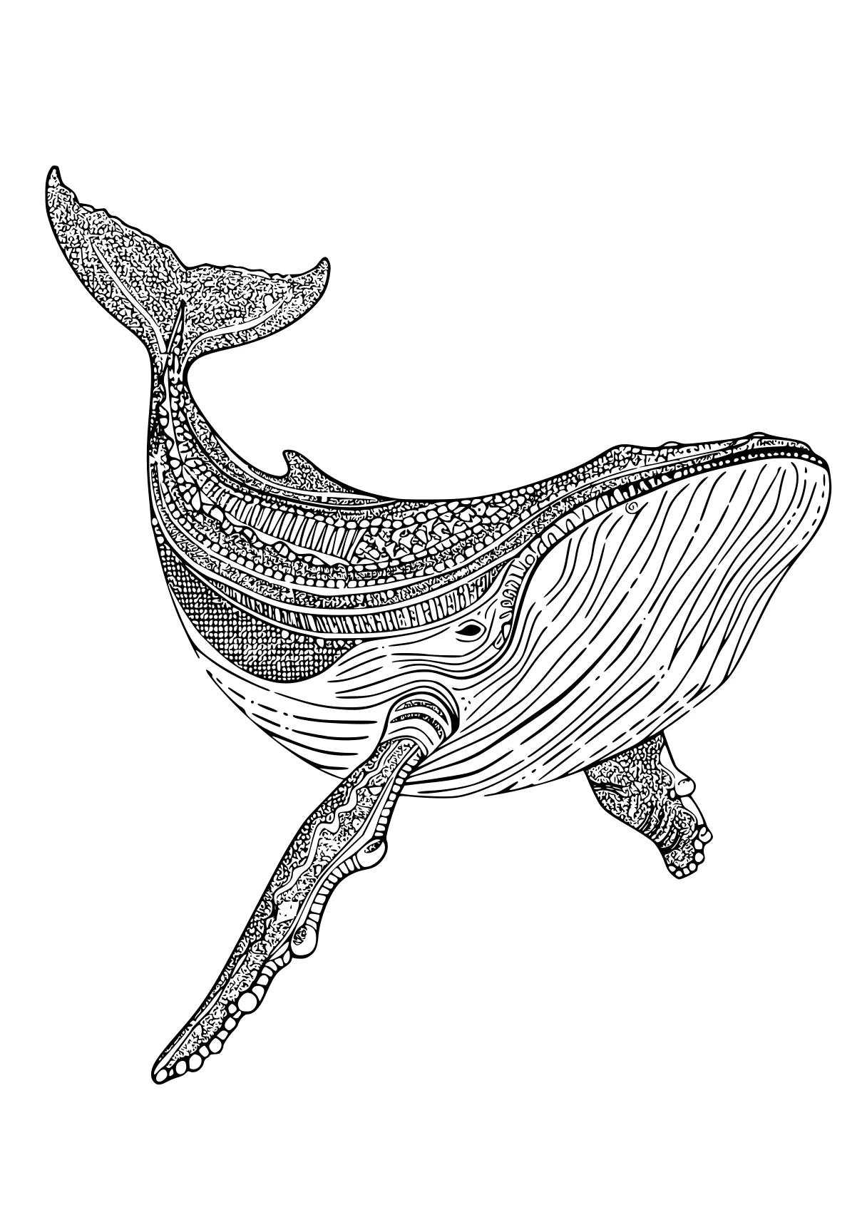 whale coloring page mosasaurus, whale, dolphin, megalodon, biollante, free downloads