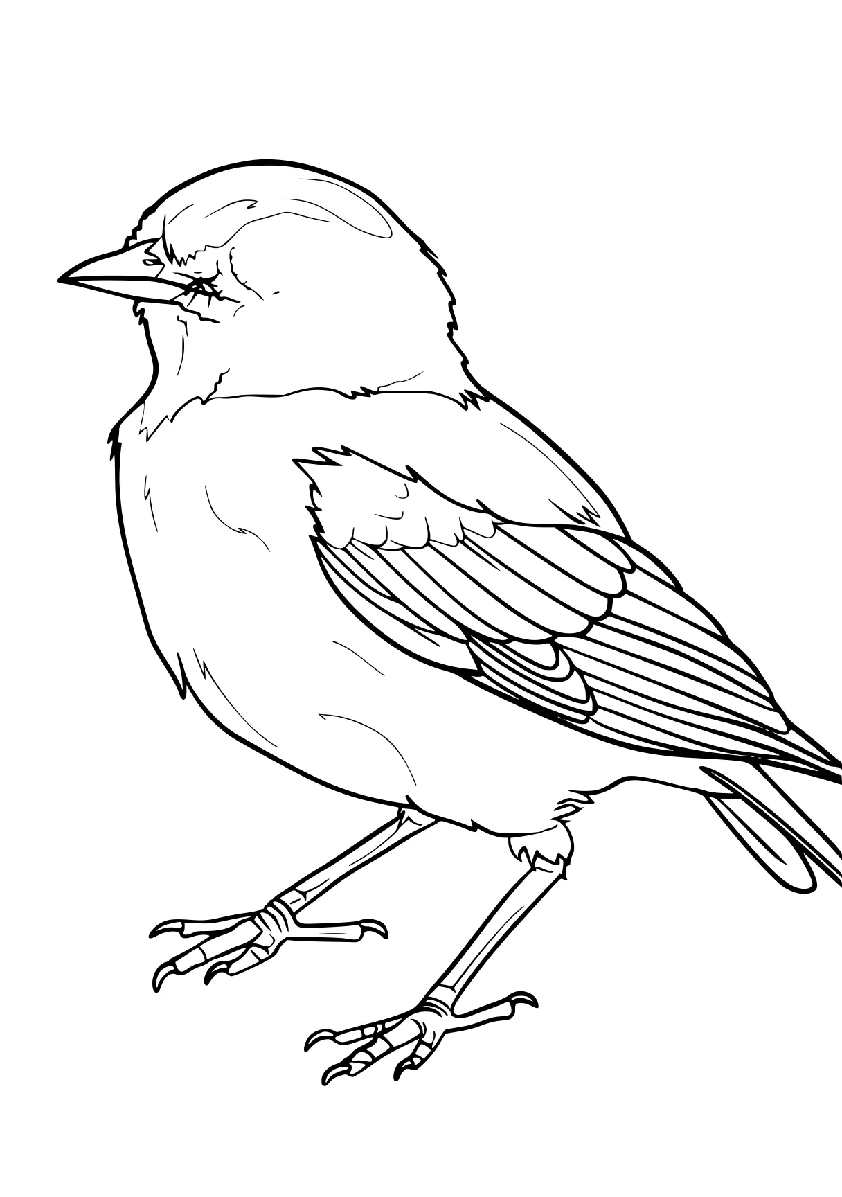 coloring pages printable bird, adult, robin, birds, cardinal, free page downloads