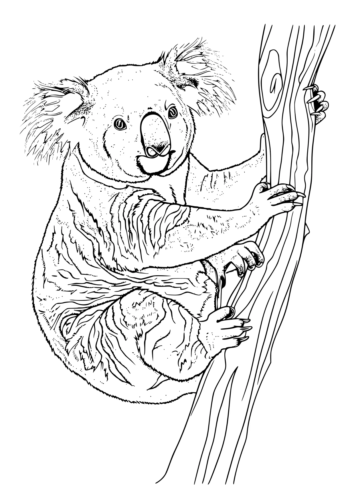 koala coloring pages koala, bear, zacchaeus, pooh, sloth, free page downloads