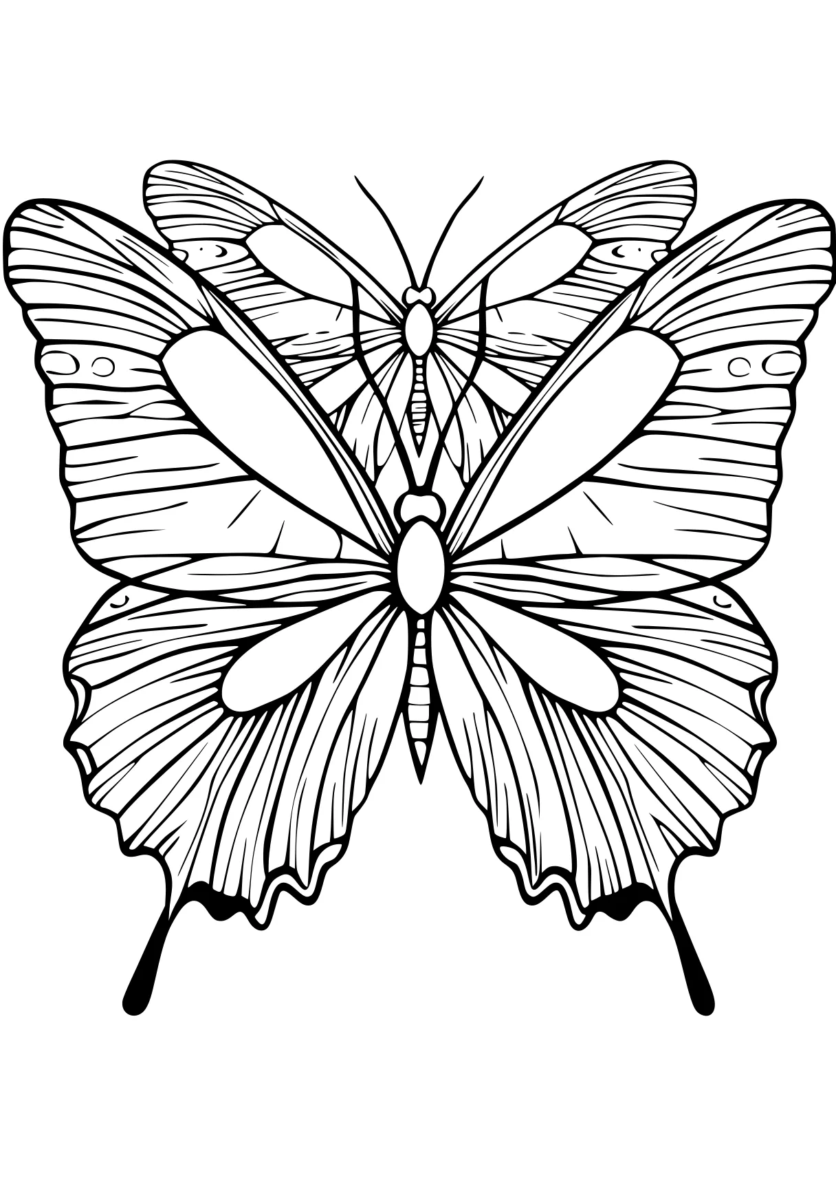 butterfly coloring butterfly, butterflies, insect, insects, adult, free page downloads